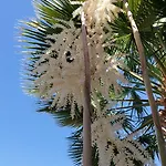 Palmeras アパート *